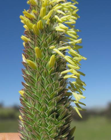 Fotografia de capa Phalaris aquatica - do Jardim Botânico