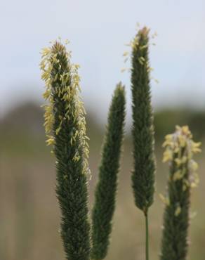 Fotografia 9 da espécie Phalaris aquatica no Jardim Botânico UTAD