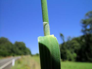 Fotografia da espécie Phalaris aquatica