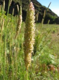 Fotografia da espécie Phalaris aquatica