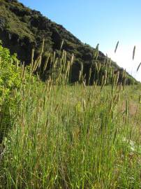 Fotografia da espécie Phalaris aquatica