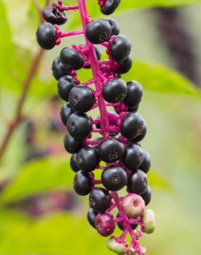 Fotografia 1 da espécie Phytolacca americana no Jardim Botânico UTAD