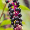 Fotografia 1 da espécie Phytolacca americana do Jardim Botânico UTAD