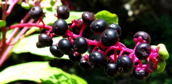 Fotografia da espécie Phytolacca americana