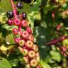 Fotografia 12 da espécie Phytolacca americana do Jardim Botânico UTAD