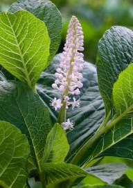 Fotografia da espécie Phytolacca americana