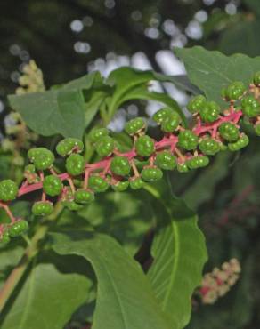 Fotografia 15 da espécie Phytolacca americana no Jardim Botânico UTAD