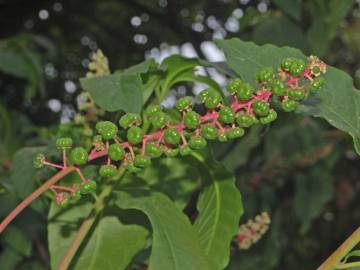 Fotografia da espécie Phytolacca americana