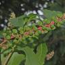 Fotografia 15 da espécie Phytolacca americana do Jardim Botânico UTAD