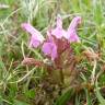 Fotografia 11 da espécie Pedicularis palustris do Jardim Botânico UTAD