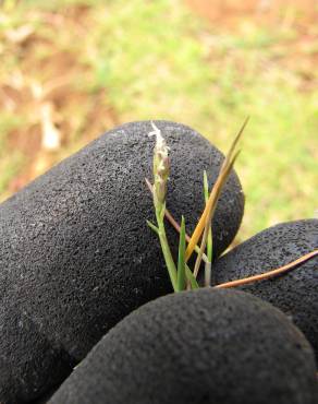 Fotografia 6 da espécie Paspalum vaginatum no Jardim Botânico UTAD