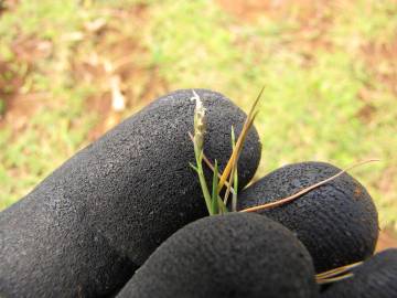 Fotografia da espécie Paspalum vaginatum