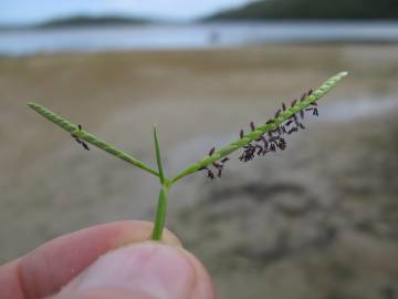 Fotografia da espécie Paspalum vaginatum