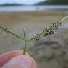 Fotografia 9 da espécie Paspalum vaginatum do Jardim Botânico UTAD