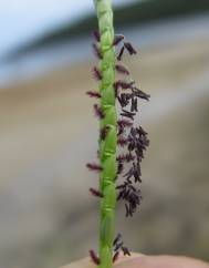 Paspalum vaginatum