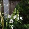 Fotografia 9 da espécie Ornithogalum thyrsoides do Jardim Botânico UTAD