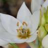 Fotografia 10 da espécie Ornithogalum thyrsoides do Jardim Botânico UTAD