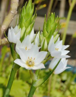 Fotografia 1 da espécie Ornithogalum thyrsoides no Jardim Botânico UTAD