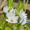 Fotografia 1 da espécie Ornithogalum thyrsoides do Jardim Botânico UTAD