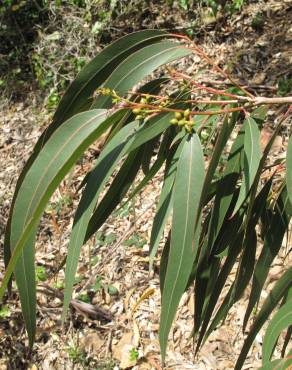 Fotografia 2 da espécie Eucalyptus camaldulensis no Jardim Botânico UTAD