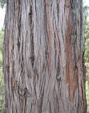 Fotografia 3 da espécie Eucalyptus camaldulensis no Jardim Botânico UTAD
