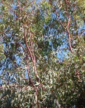 Fotografia 4 da espécie Eucalyptus camaldulensis no Jardim Botânico UTAD