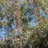 Fotografia 4 da espécie Eucalyptus camaldulensis do Jardim Botânico UTAD