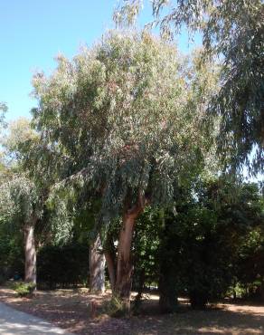 Fotografia 1 da espécie Eucalyptus camaldulensis no Jardim Botânico UTAD