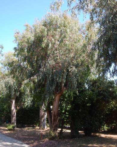Fotografia de capa Eucalyptus camaldulensis - do Jardim Botânico