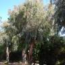 Fotografia 1 da espécie Eucalyptus camaldulensis do Jardim Botânico UTAD