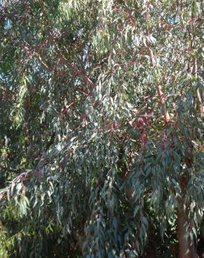 Fotografia 5 da espécie Eucalyptus camaldulensis no Jardim Botânico UTAD