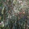 Fotografia 5 da espécie Eucalyptus camaldulensis do Jardim Botânico UTAD