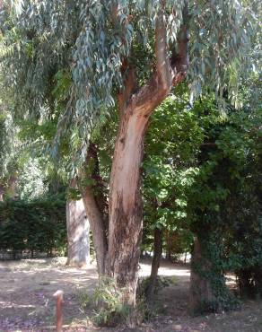 Fotografia 6 da espécie Eucalyptus camaldulensis no Jardim Botânico UTAD