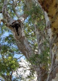 Fotografia da espécie Eucalyptus camaldulensis