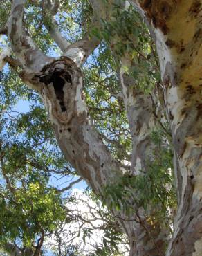 Fotografia 7 da espécie Eucalyptus camaldulensis no Jardim Botânico UTAD