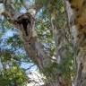 Fotografia 7 da espécie Eucalyptus camaldulensis do Jardim Botânico UTAD
