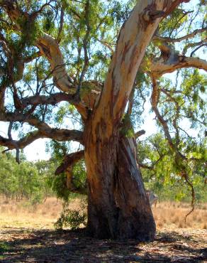 Fotografia 8 da espécie Eucalyptus camaldulensis no Jardim Botânico UTAD