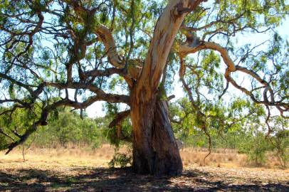 Fotografia da espécie Eucalyptus camaldulensis