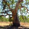 Fotografia 8 da espécie Eucalyptus camaldulensis do Jardim Botânico UTAD