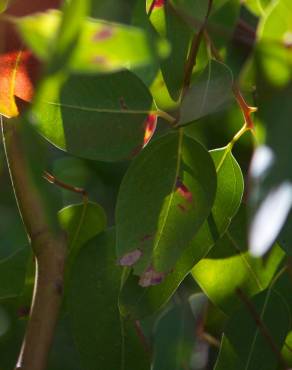 Fotografia 9 da espécie Eucalyptus camaldulensis no Jardim Botânico UTAD