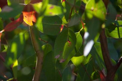 Fotografia da espécie Eucalyptus camaldulensis