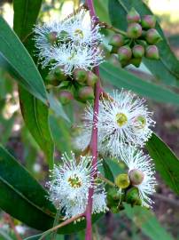 Fotografia da espécie Eucalyptus camaldulensis
