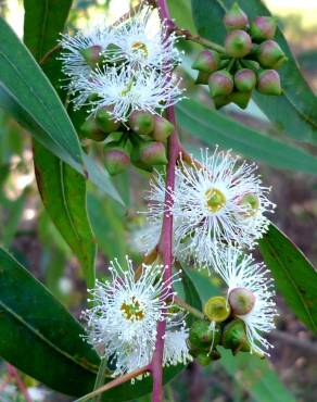 Fotografia 10 da espécie Eucalyptus camaldulensis no Jardim Botânico UTAD