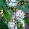 Fotografia 10 da espécie Eucalyptus camaldulensis do Jardim Botânico UTAD