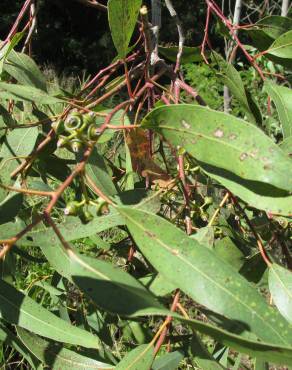 Fotografia 11 da espécie Eucalyptus camaldulensis no Jardim Botânico UTAD