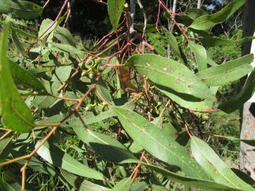 Fotografia da espécie Eucalyptus camaldulensis