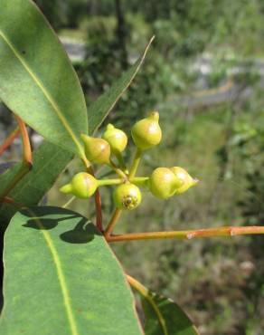 Fotografia 12 da espécie Eucalyptus camaldulensis no Jardim Botânico UTAD