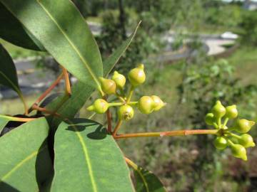 Fotografia da espécie Eucalyptus camaldulensis