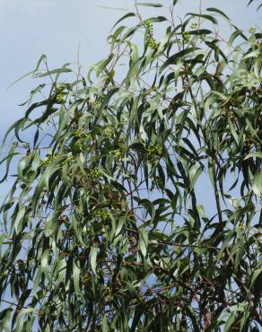 Fotografia 13 da espécie Eucalyptus camaldulensis no Jardim Botânico UTAD