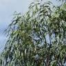 Fotografia 13 da espécie Eucalyptus camaldulensis do Jardim Botânico UTAD